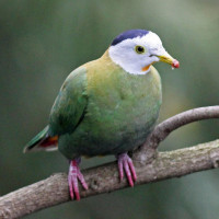 Black-naped Fruit-Dove